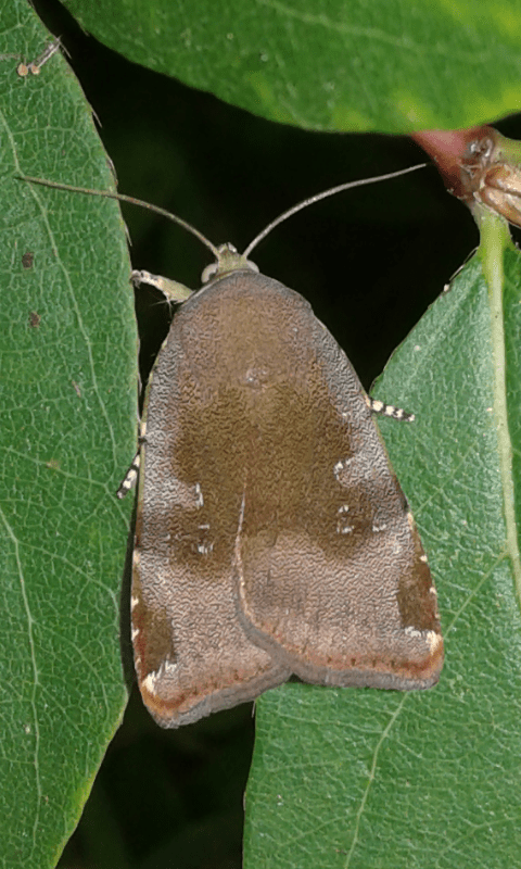 Noctua janthina (Noctuidae)? janthina/janthe